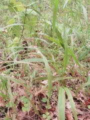 Brachypodium sylvaticum