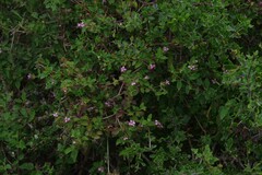 Lantana rugosa