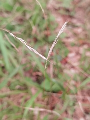 Brachypodium sylvaticum