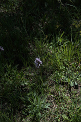 Orchis simia