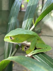 Phyllomedusa burmeisteri