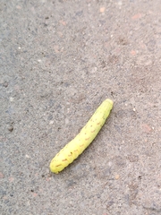 Lacanobia contigua