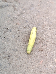 Lacanobia contigua