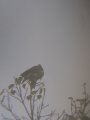 Treron sieboldii sieboldii