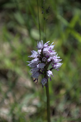 Orchis simia