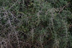 Gymnosporia polyacantha