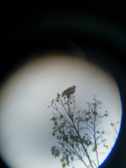 Treron sieboldii sieboldii