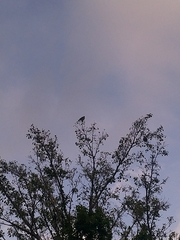 Treron sieboldii sieboldii