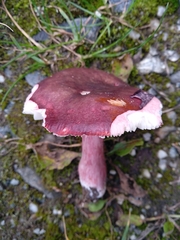 Russula queletii
