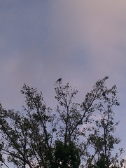 Treron sieboldii sieboldii