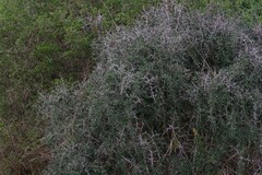 Gymnosporia polyacantha