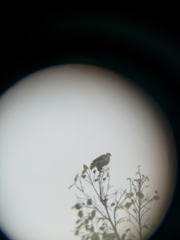 Treron sieboldii sieboldii