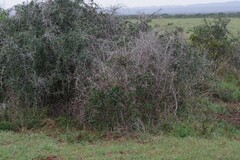 Gymnosporia polyacantha