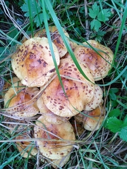 Pholiota jahnii