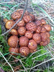 Pholiota jahnii
