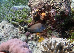 Ctenochaetus striatus