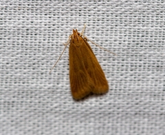 Helcystogramma rufescens