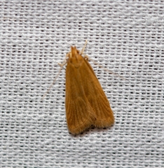 Helcystogramma rufescens