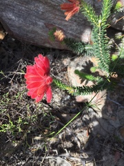 Erica cerinthoides cerinthoides