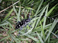 Anoplophora chinensis