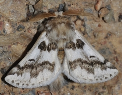 Thaumetopoea herculeana