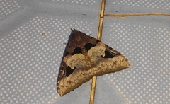 Ercheia cyllaria