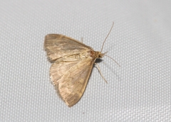 Anania fuscalis