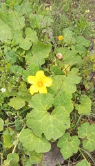 Cucurbita moschata