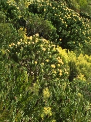 Onychognathus morio morio