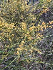 Leptomeria scrobiculata