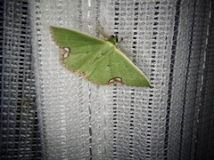 Comibaena procumbaria