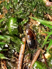 Ectobius sylvestris