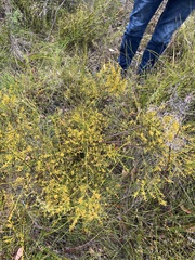 Leptomeria scrobiculata
