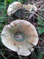 Lactarius semisanguifluus