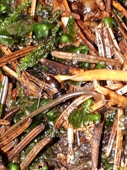 Ectobius sylvestris
