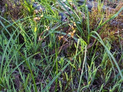 Diuris pardina