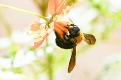Xylocopa appendiculata circumvolans
