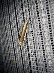 Crambus argyrophorus