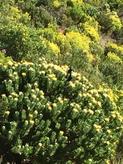 Onychognathus morio morio