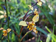 Diuris pardina