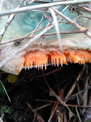 Lactarius semisanguifluus