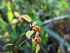 Diuris pardina