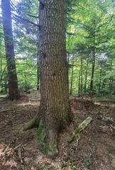 Abies alba
