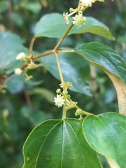 Ziziphus mauritiana