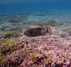 Balistoides viridescens