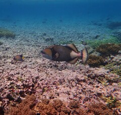 Balistoides viridescens