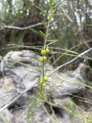 Leucopogon