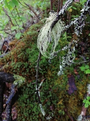 Usnea dasopoga