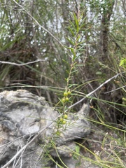 Leucopogon
