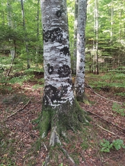 Fagus sylvatica